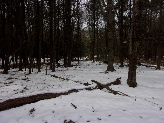 0 Greenwood Road Marienville, PA 16239 - Photo 3 of 5