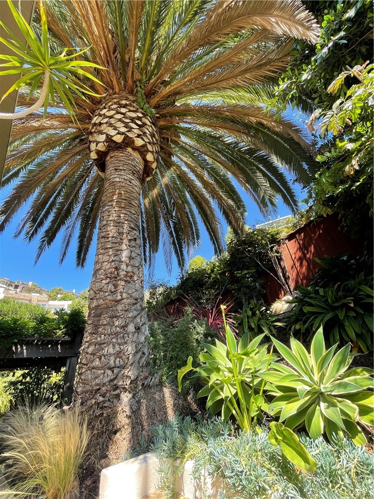 2025 Crestview Drive Laguna Beach, CA 92651 - Photo 5 of 27 Stunning Palm in the back yard