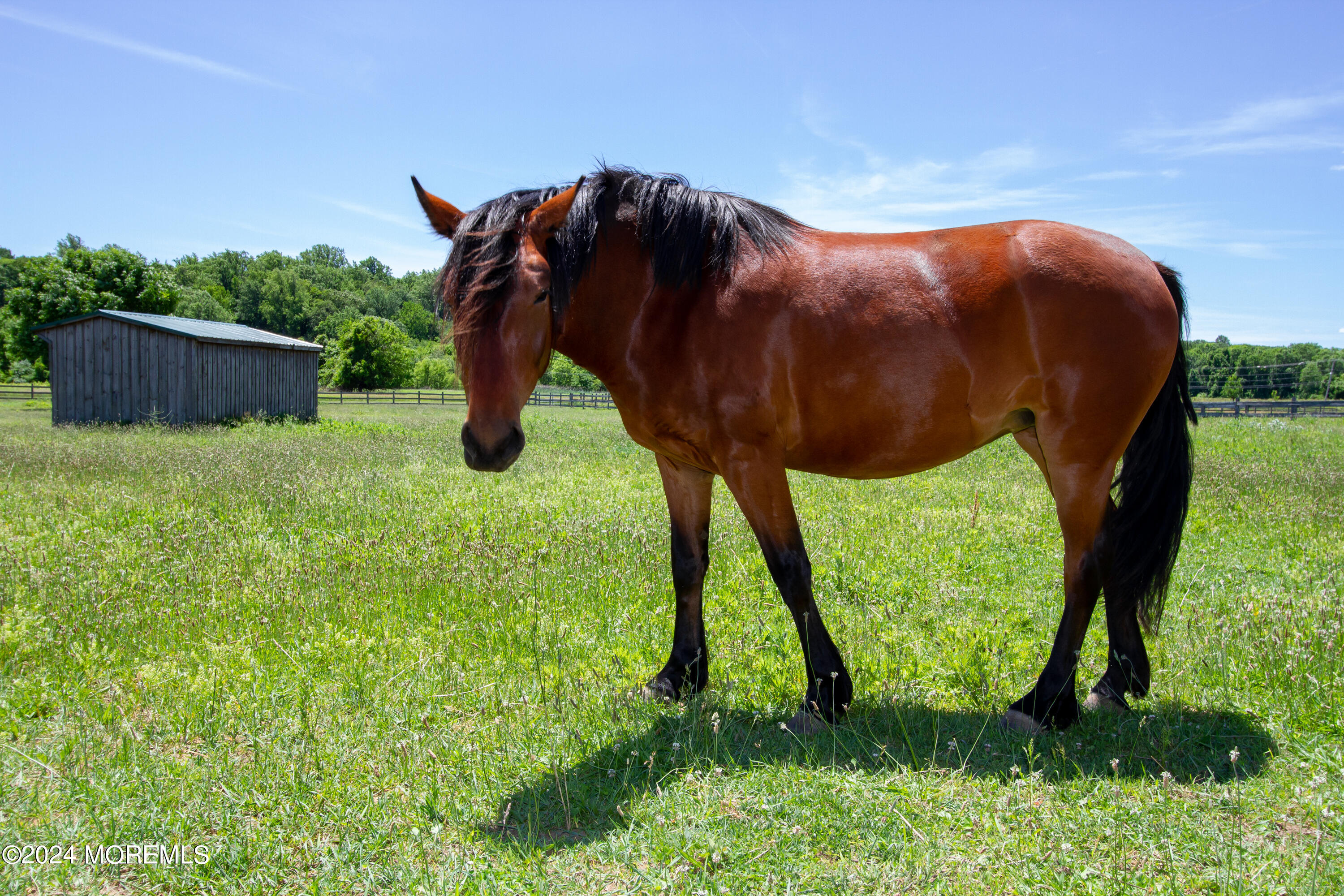 9 Doherty Drive Middletown, NJ 07748 - Photo 46 of 59 Sunnyside Equestrian Center