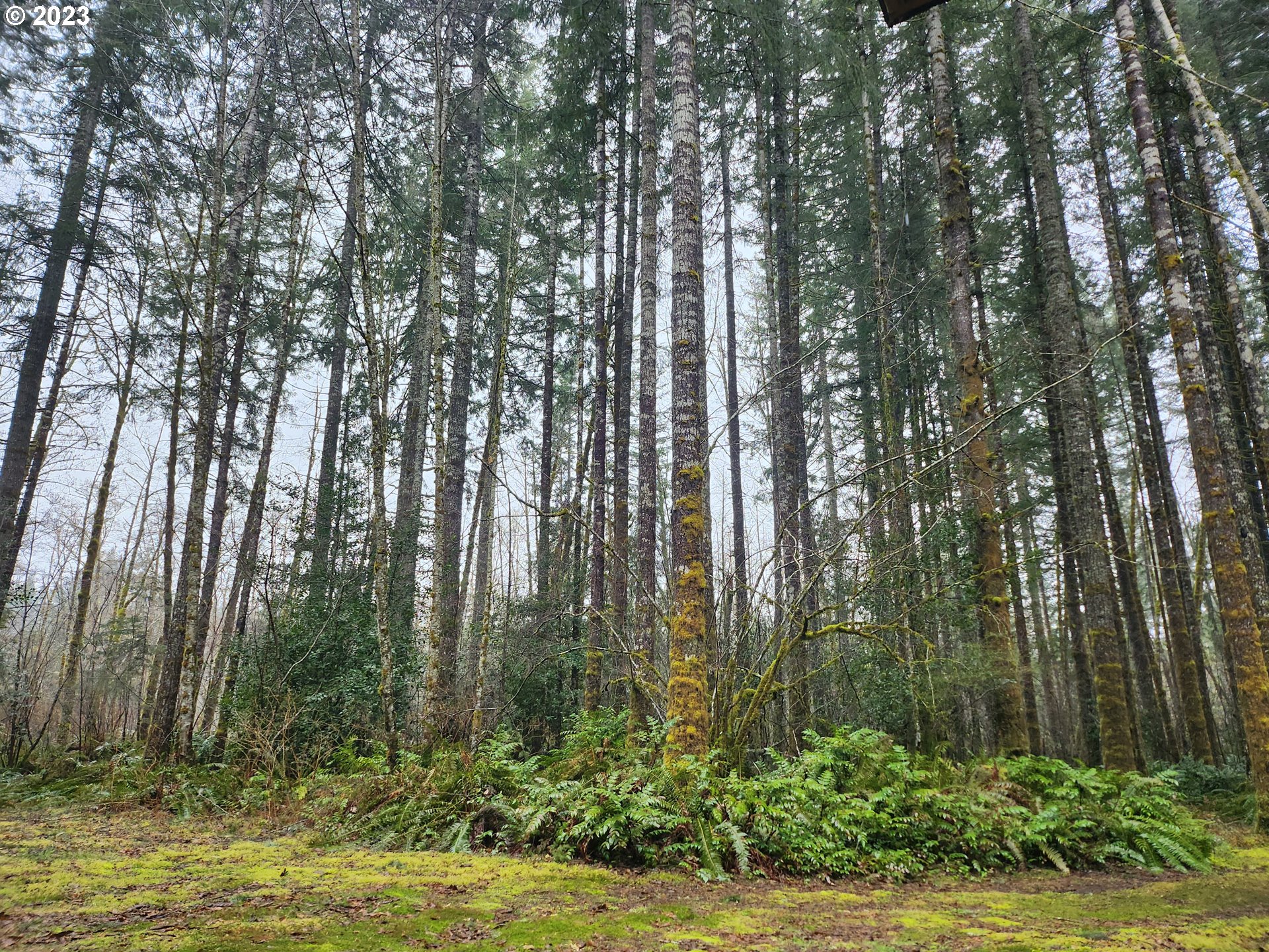188 Aultman Road Ariel, WA 98603 - Photo 7 of 12 Gallery Image 7