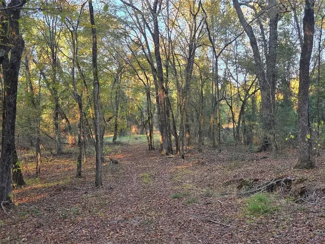 a view of a forest with trees in the background