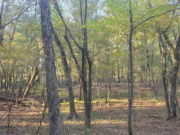 a view of a forest from a yard