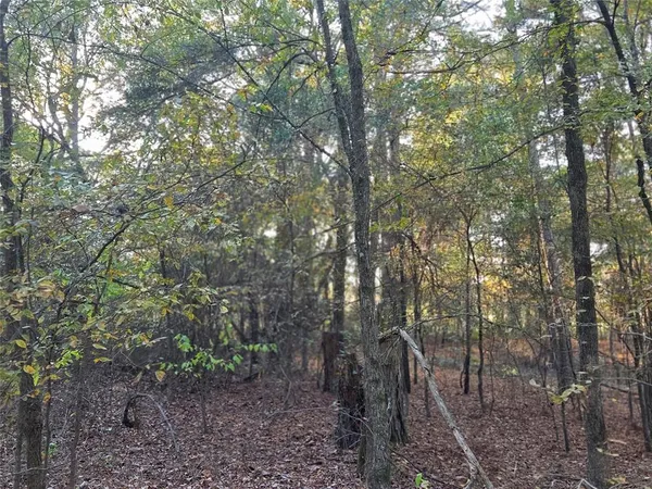 a view of a forest with trees in the background