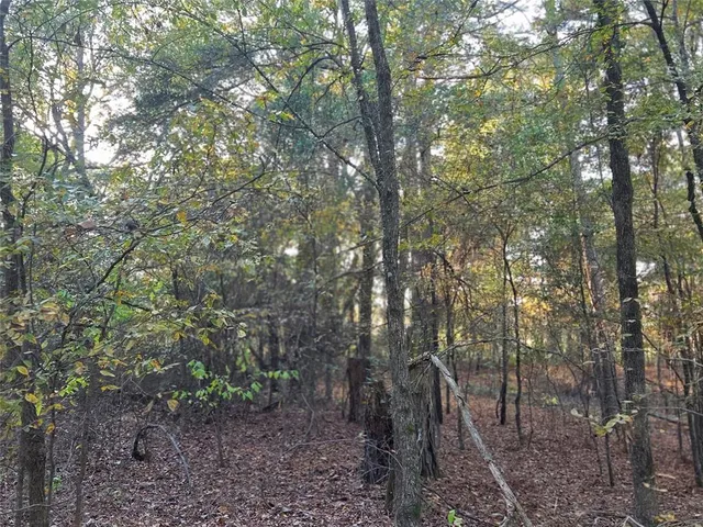 a view of a forest with trees in the background