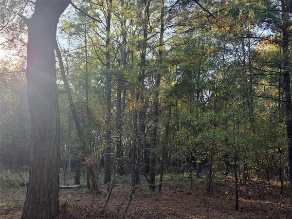 a view of a forest with a trees