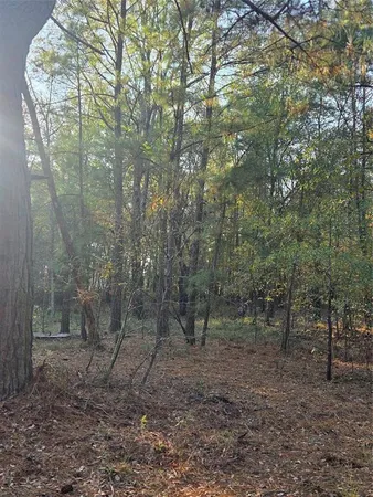 a view of a forest with trees in the background