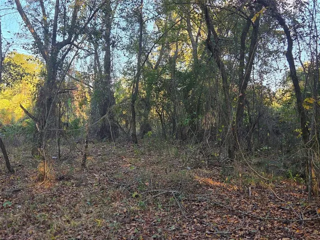a view of a forest with trees in the background