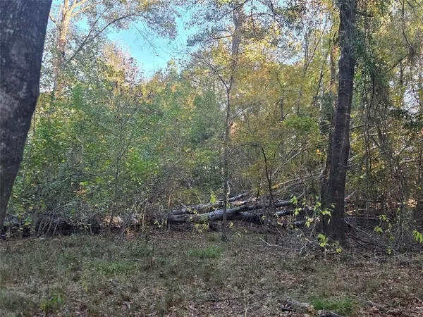 a view of a forest with trees in the background