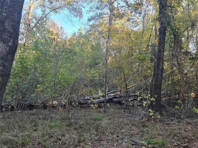 a view of a forest with trees in the background