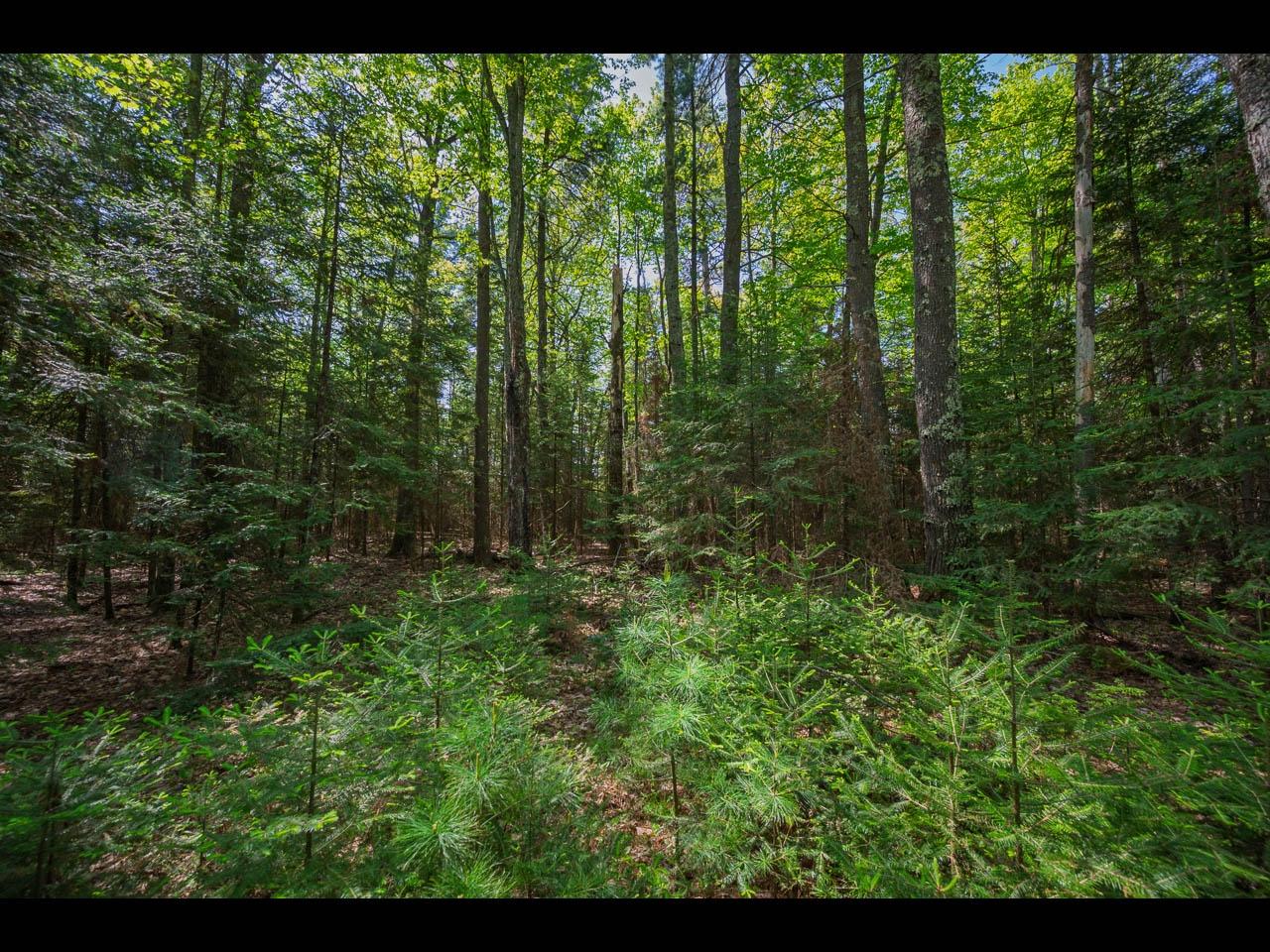 Lot 3 Memory Lane Eagle River, WI 54521 - Photo 2 of 8