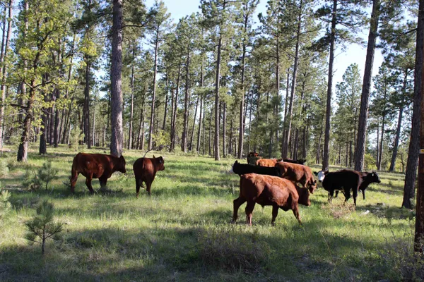 $6,750,000 | 100 Mule Creek Road, Hulett, WY 82720