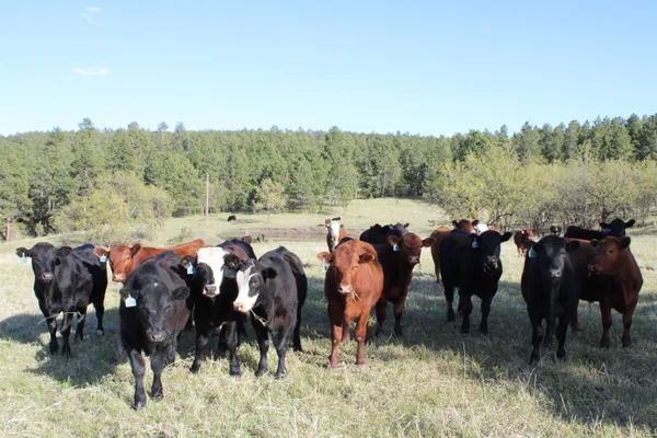 $6,750,000 | 100 Mule Creek Road, Hulett, WY 82720