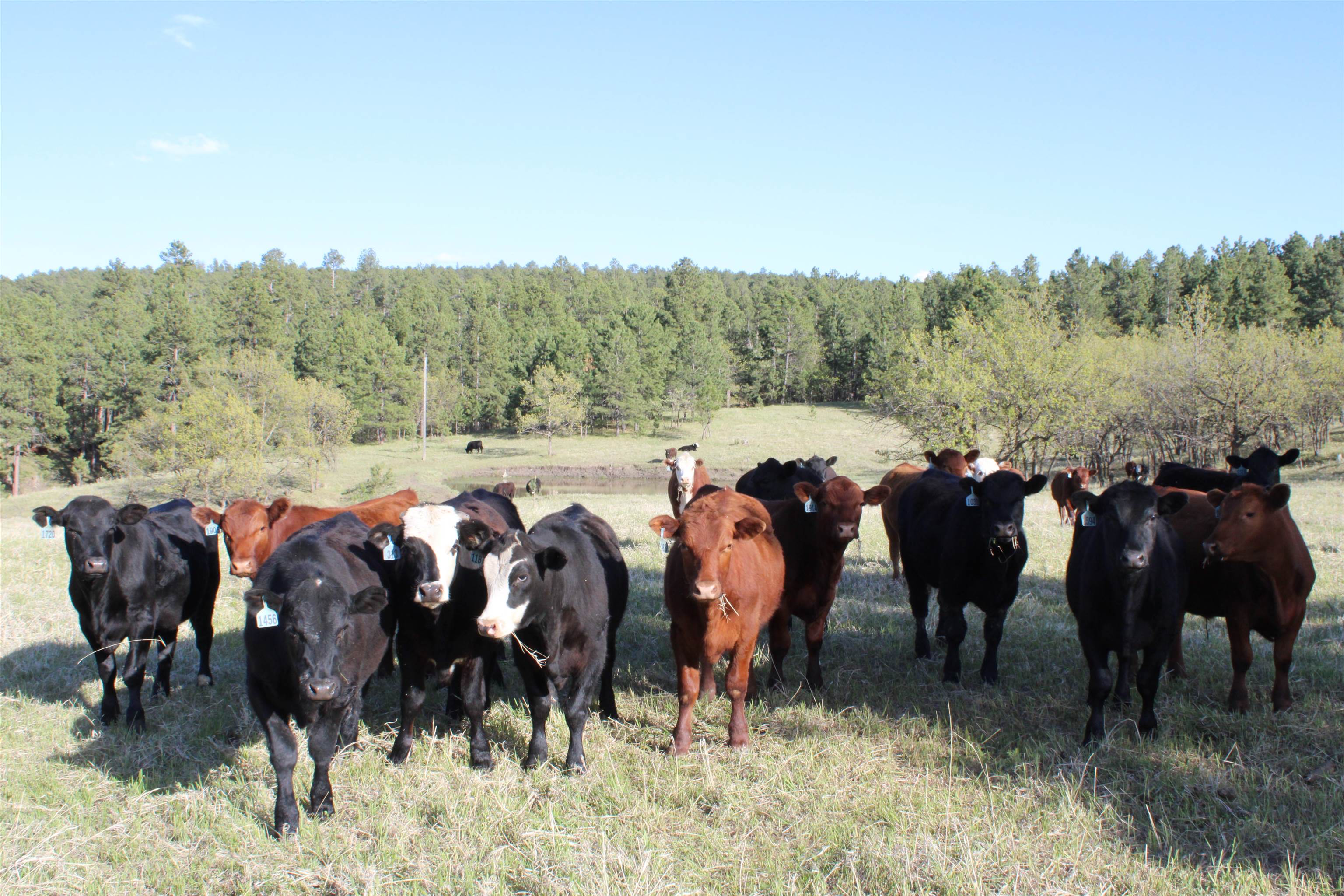100 Mule Creek Road Hulett, WY 82720 - Photo 15 of 21