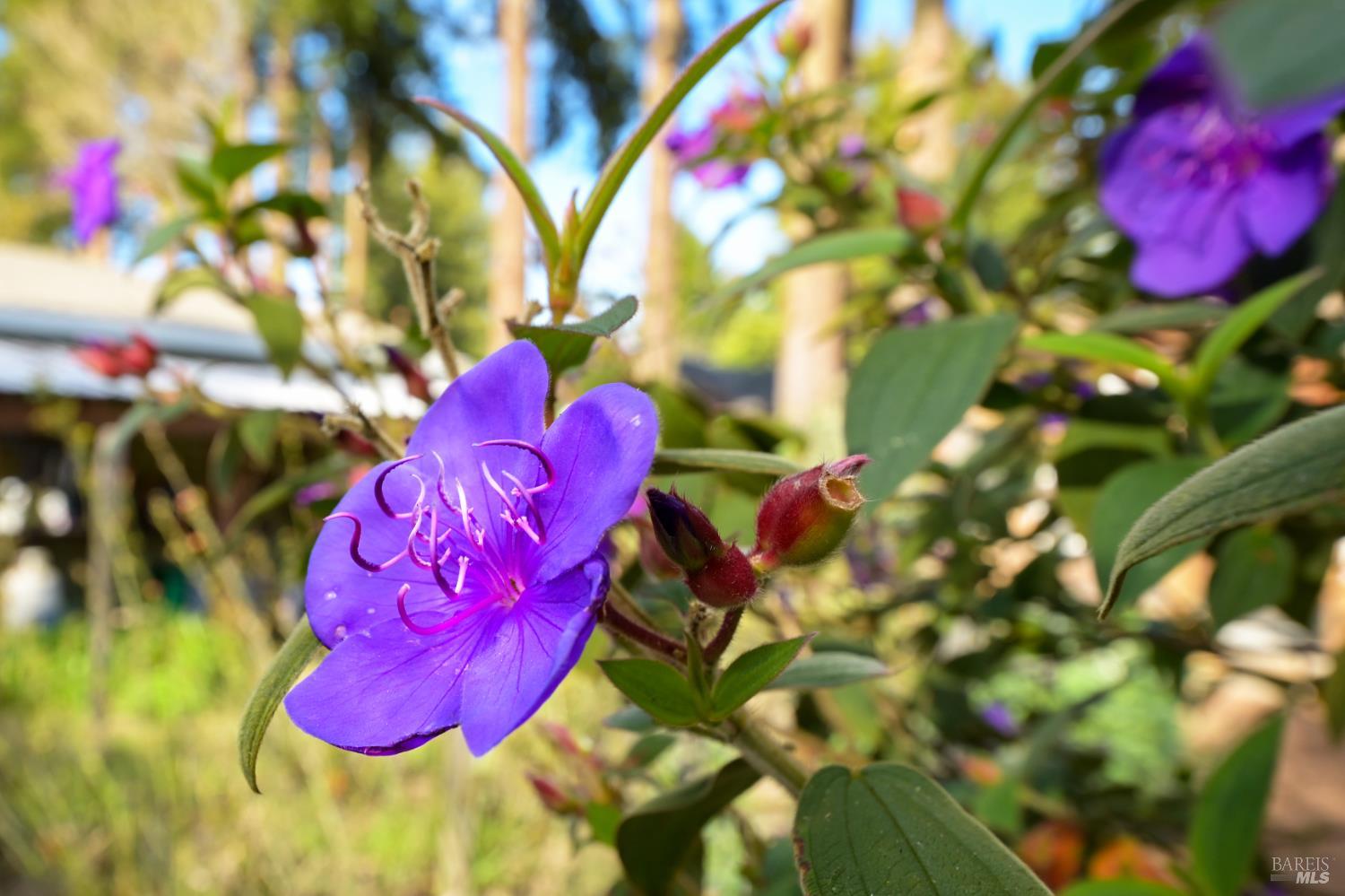 5563 McFarlane Road Sebastopol, CA 95472 - Photo 43 of 47