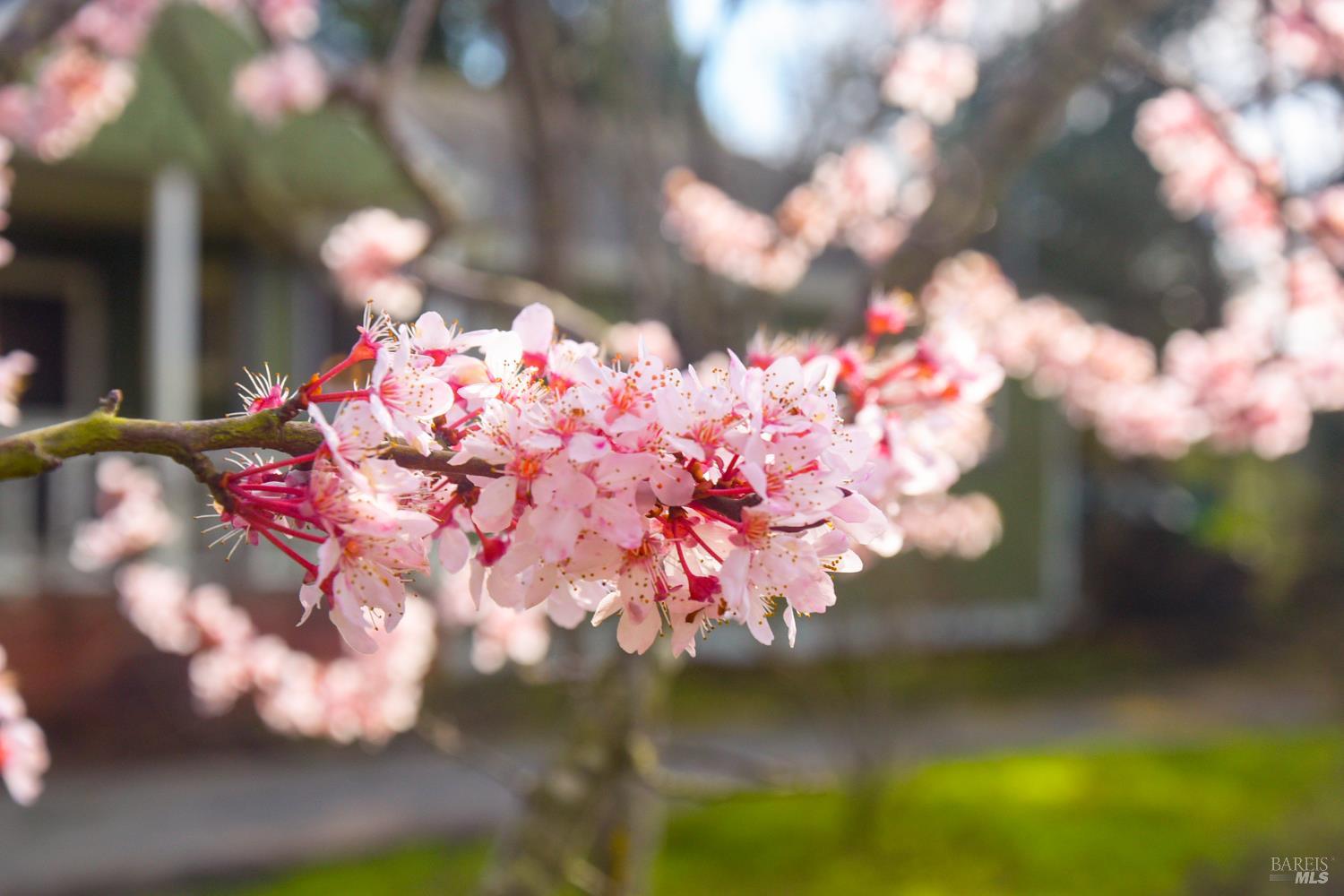 5563 McFarlane Road Sebastopol, CA 95472 - Photo 45 of 47