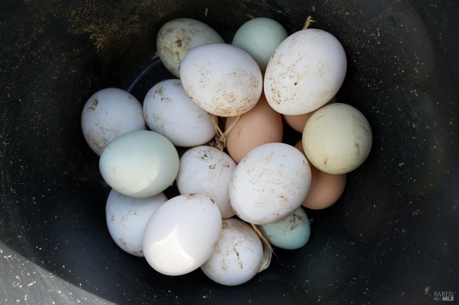 5563 McFarlane Road Sebastopol, CA 95472 - Photo 47 of 47