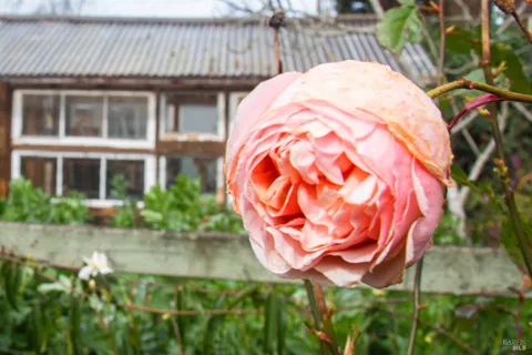 $1,230,000 | 5563 McFarlane Road, Sebastopol, CA 95472