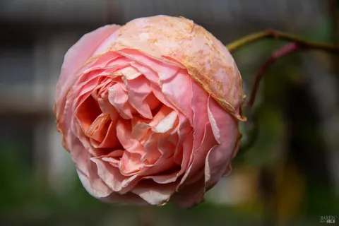 $1,230,000 | 5563 McFarlane Road, Sebastopol, CA 95472