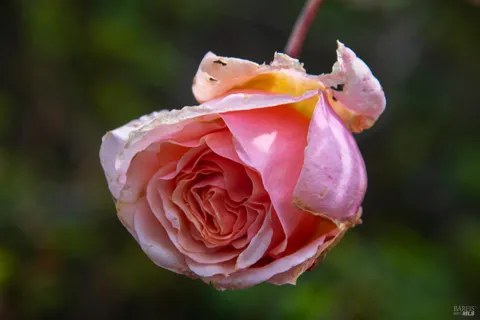 $1,230,000 | 5563 McFarlane Road, Sebastopol, CA 95472