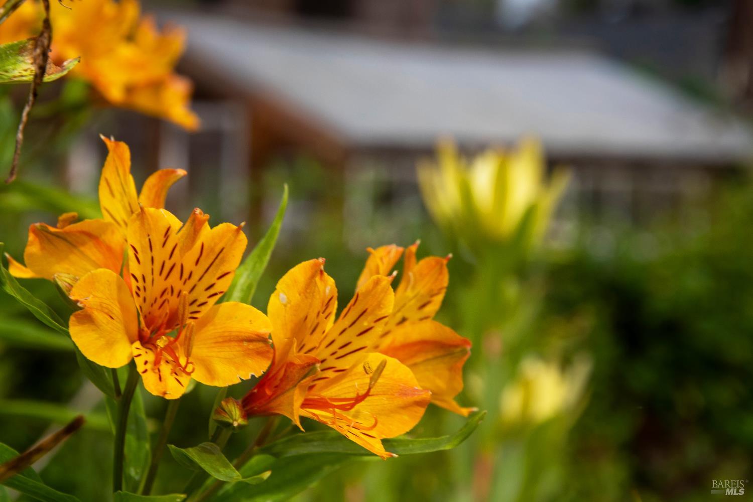 5563 McFarlane Road Sebastopol, CA 95472 - Photo 56 of 77