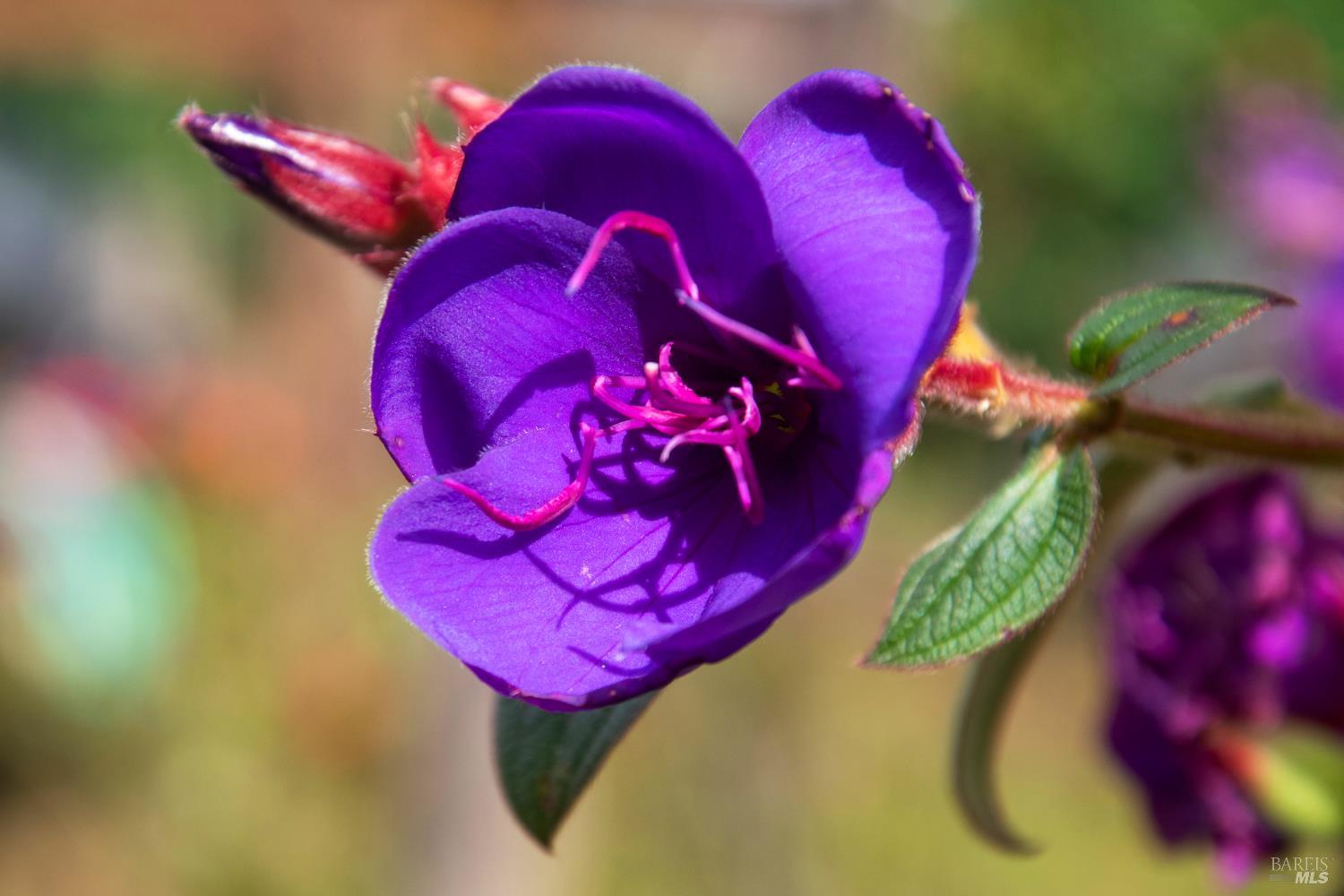 5563 McFarlane Road Sebastopol, CA 95472 - Photo 57 of 77