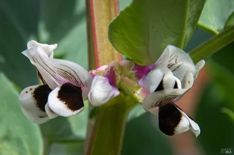 $1,230,000 | 5563 McFarlane Road, Sebastopol, CA 95472