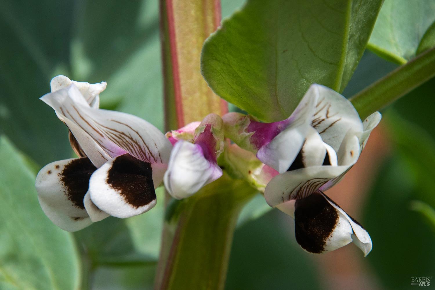 5563 McFarlane Road Sebastopol, CA 95472 - Photo 58 of 77