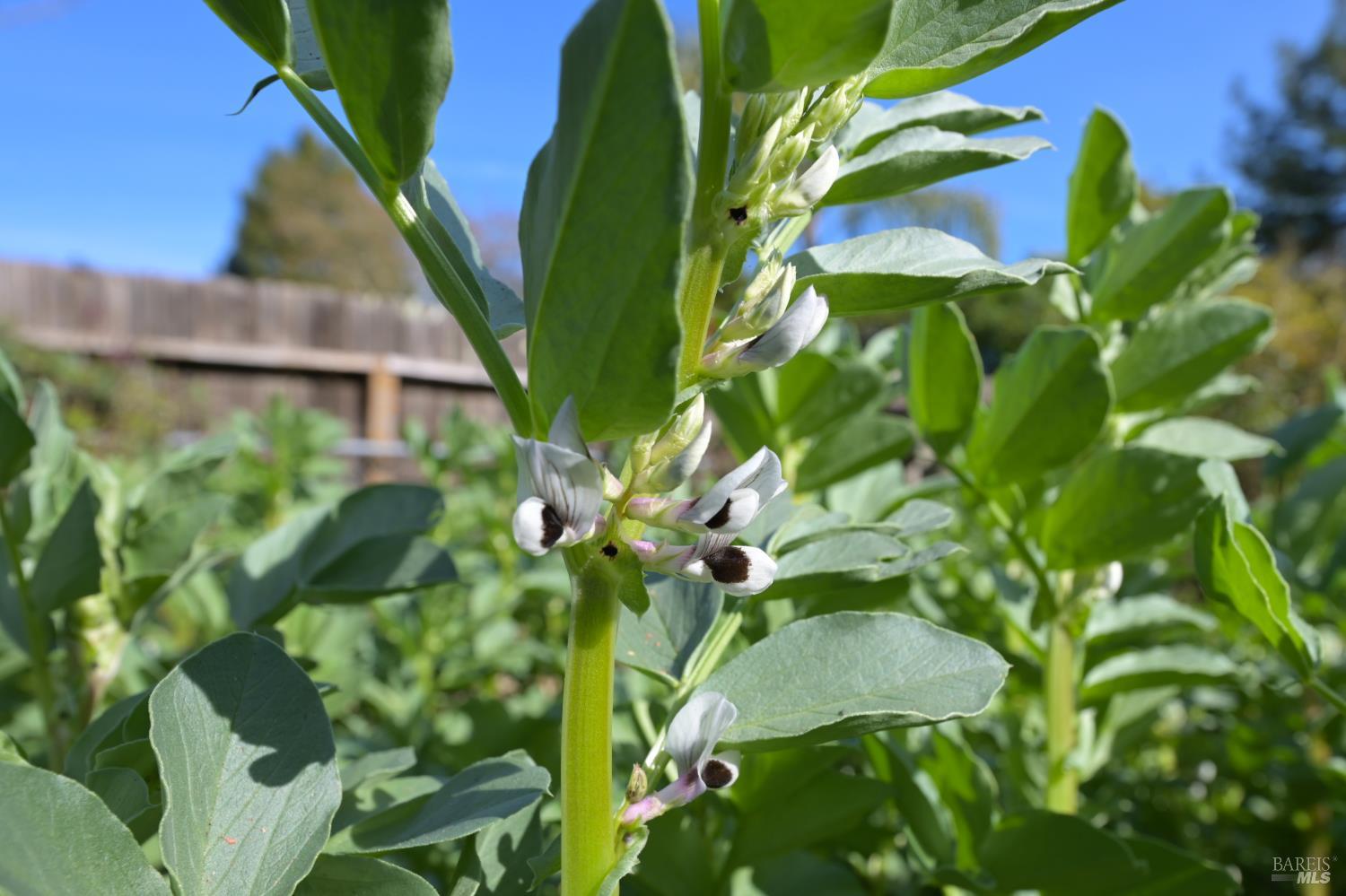 5563 McFarlane Road Sebastopol, CA 95472 - Photo 59 of 77