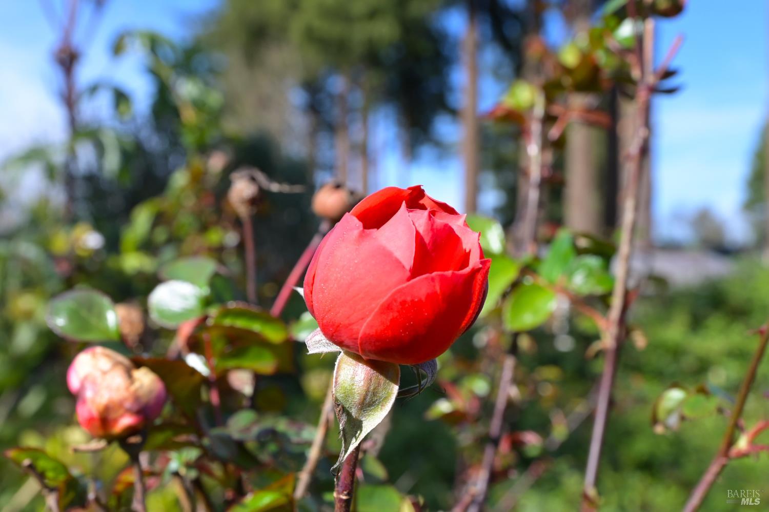 5563 McFarlane Road Sebastopol, CA 95472 - Photo 61 of 77