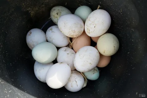 $1,230,000 | 5563 McFarlane Road, Sebastopol, CA 95472