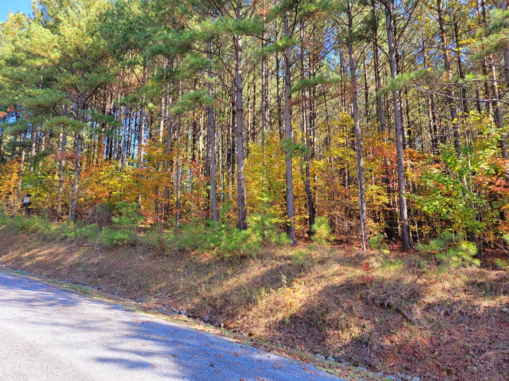 Lot 6 Black Bear Ridge Road Ellijay, GA 30536 - Photo 7 of 19 Gallery Image 7