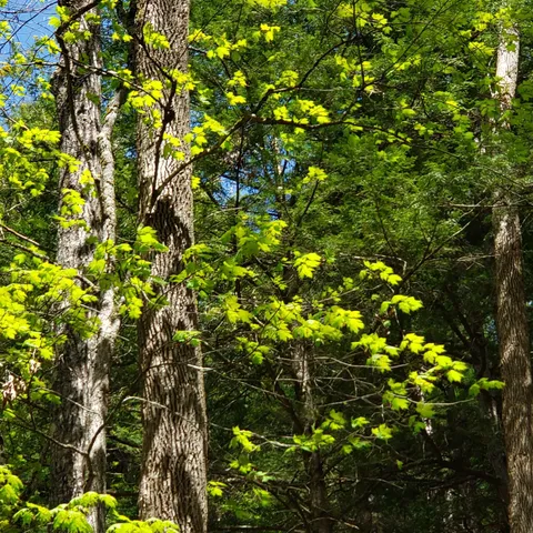 $163,575 | Tbd Waits River Road, Bradford, VT 05033