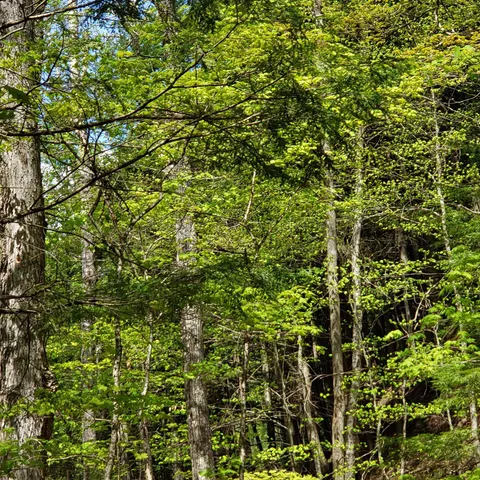 $163,575 | Tbd Waits River Road, Bradford, VT 05033