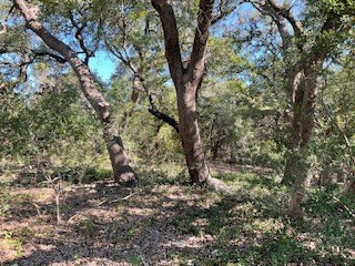 238 Narrows Road, Unit 83 Blanco, TX 78606 - Photo 24 of 30 Gallery Image 24