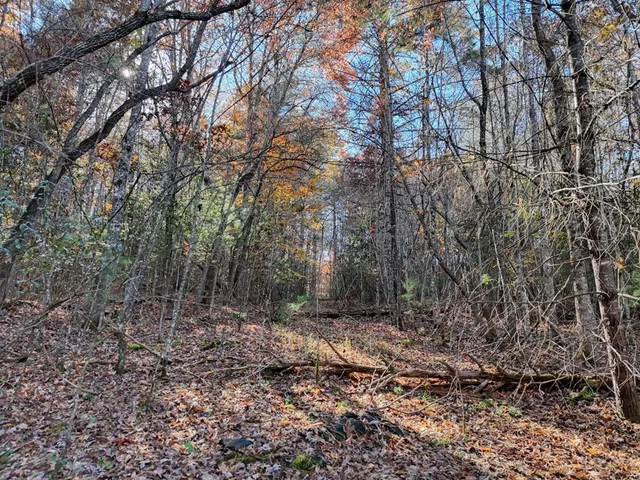 a view of a yard with a tree