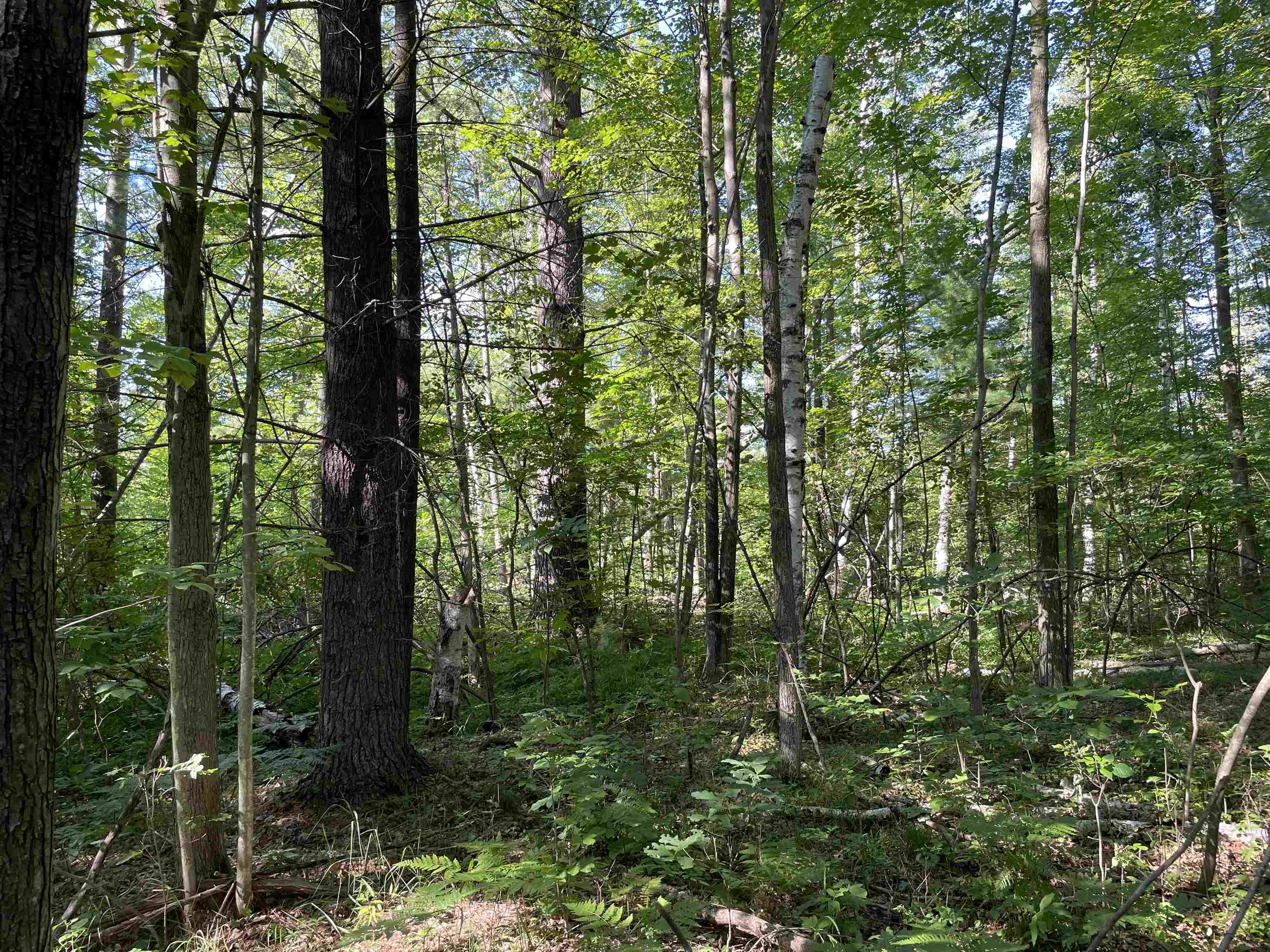 0 Maple Ridge Road Alger, MI 48610 - Photo 2 of 6