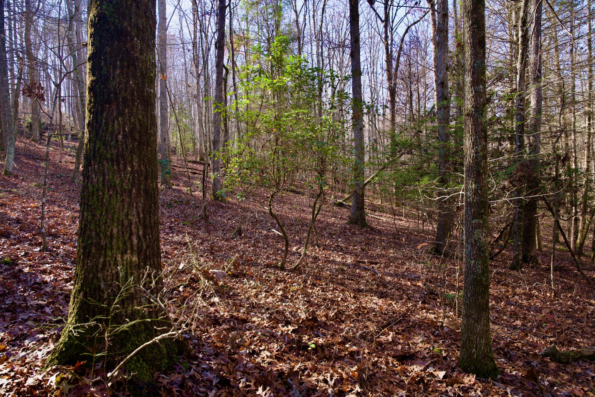 0 Eagle Ridge Road Graysville, TN 37338 - Photo 32 of 55 Gallery Image 32