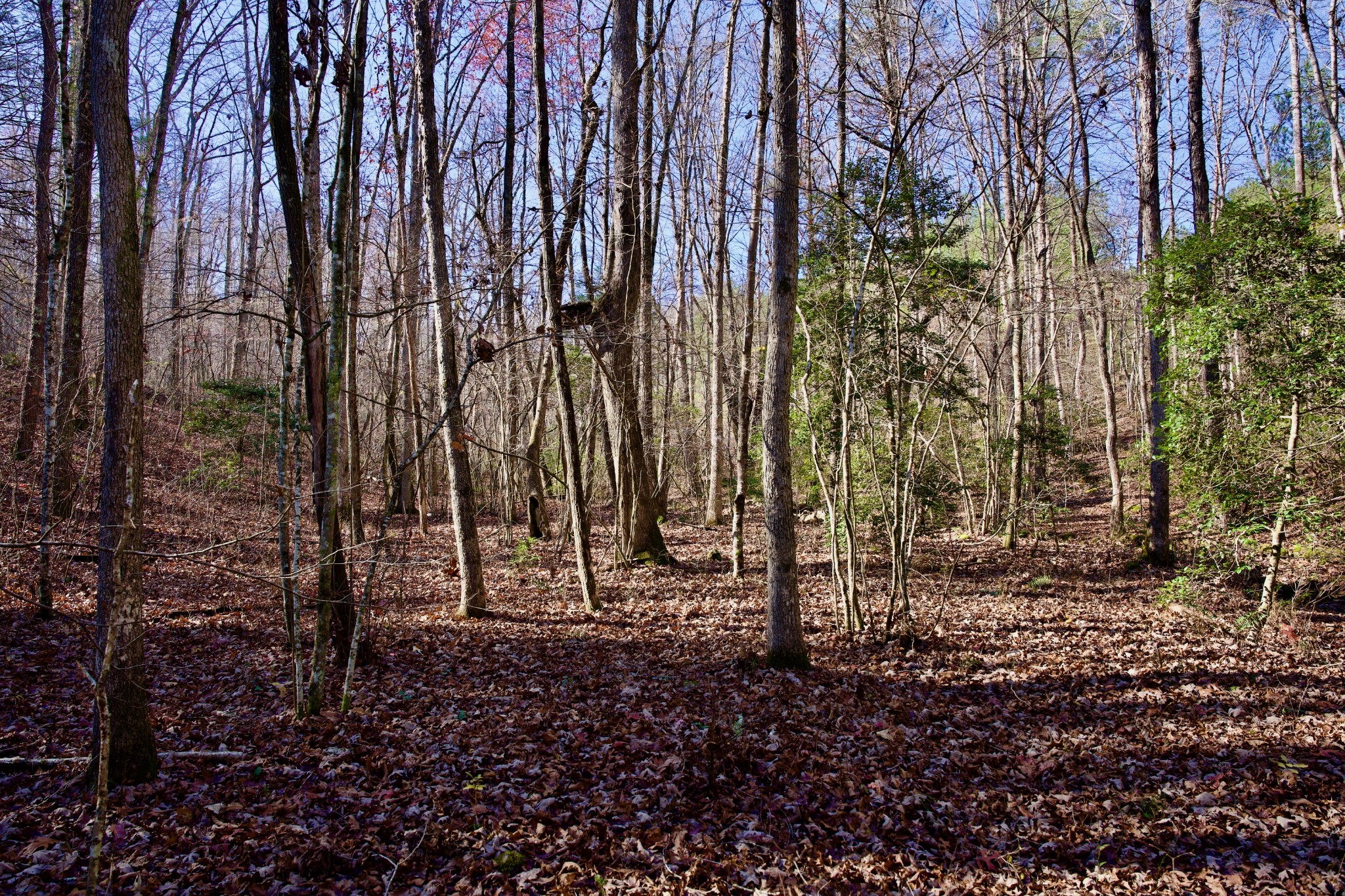 0 Eagle Ridge Road Graysville, TN 37338 - Photo 47 of 55 Gallery Image 47