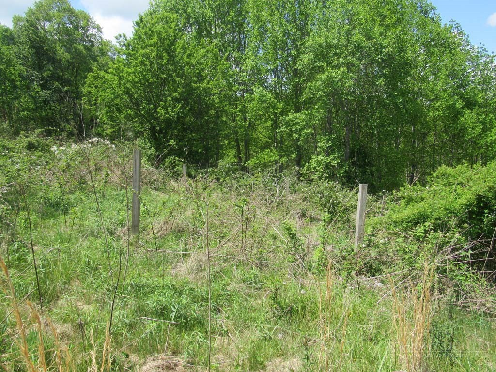 805 Ed Little Road Warrensville, NC 28693 - Photo 25 of 49 a view of a lush green forest