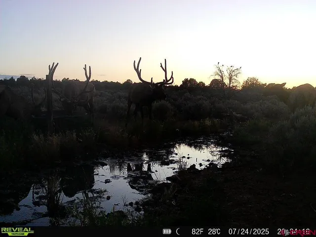 a picture of a room with a tree