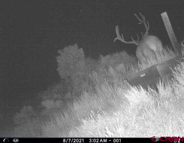 106 County Road 106 Hesperus, CO 81326 - Photo 9 of 44 a picture of a room with a tree