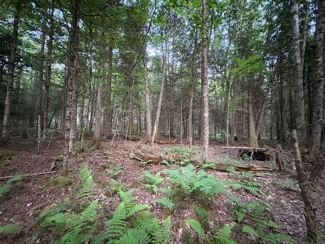95 Langway Road Lyman, NH 03585 - Photo 4 of 12