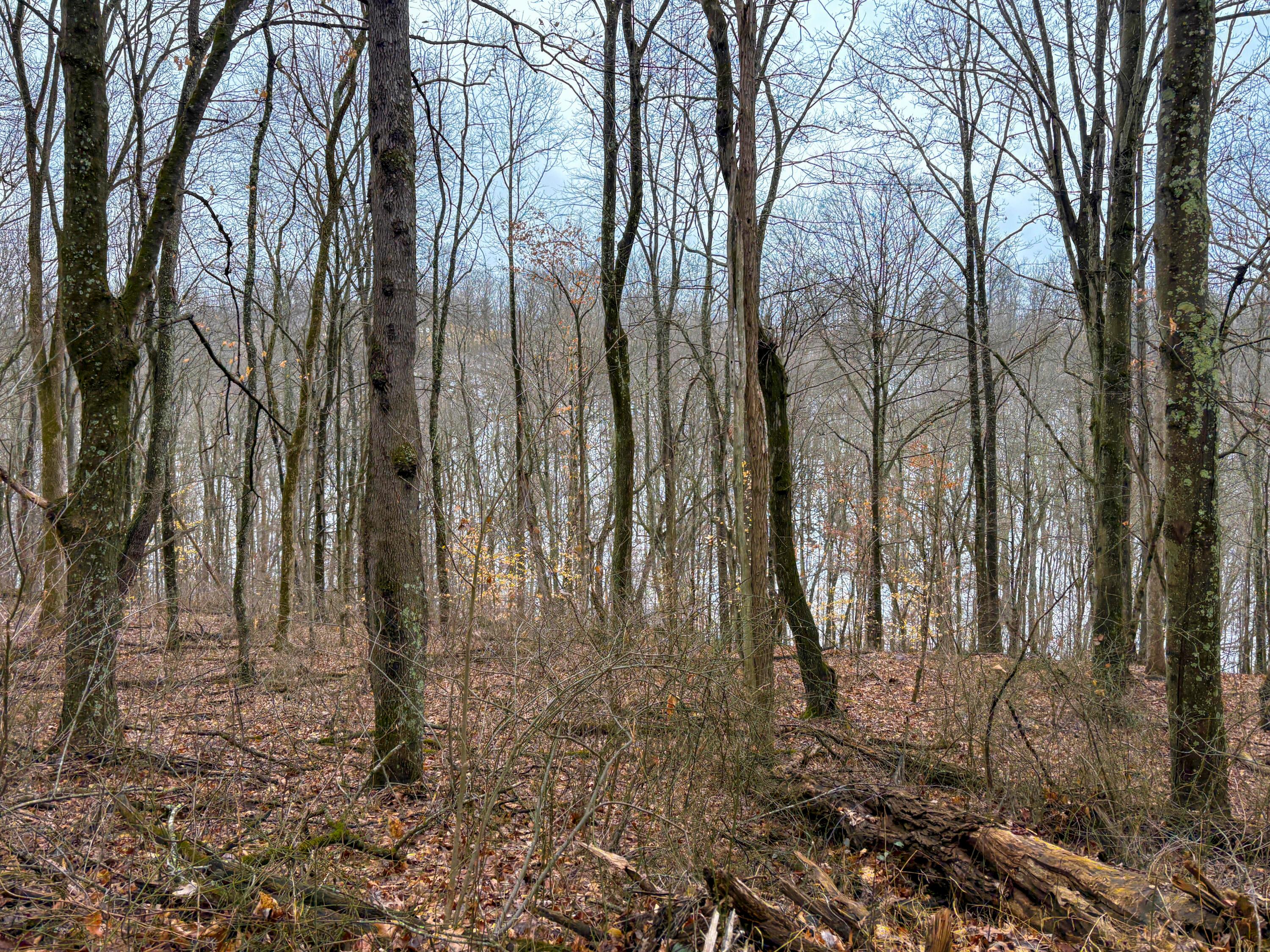 4 Twp Road Woodsfield, OH 43793 - Photo 25 of 31 Tract 4_TD-25