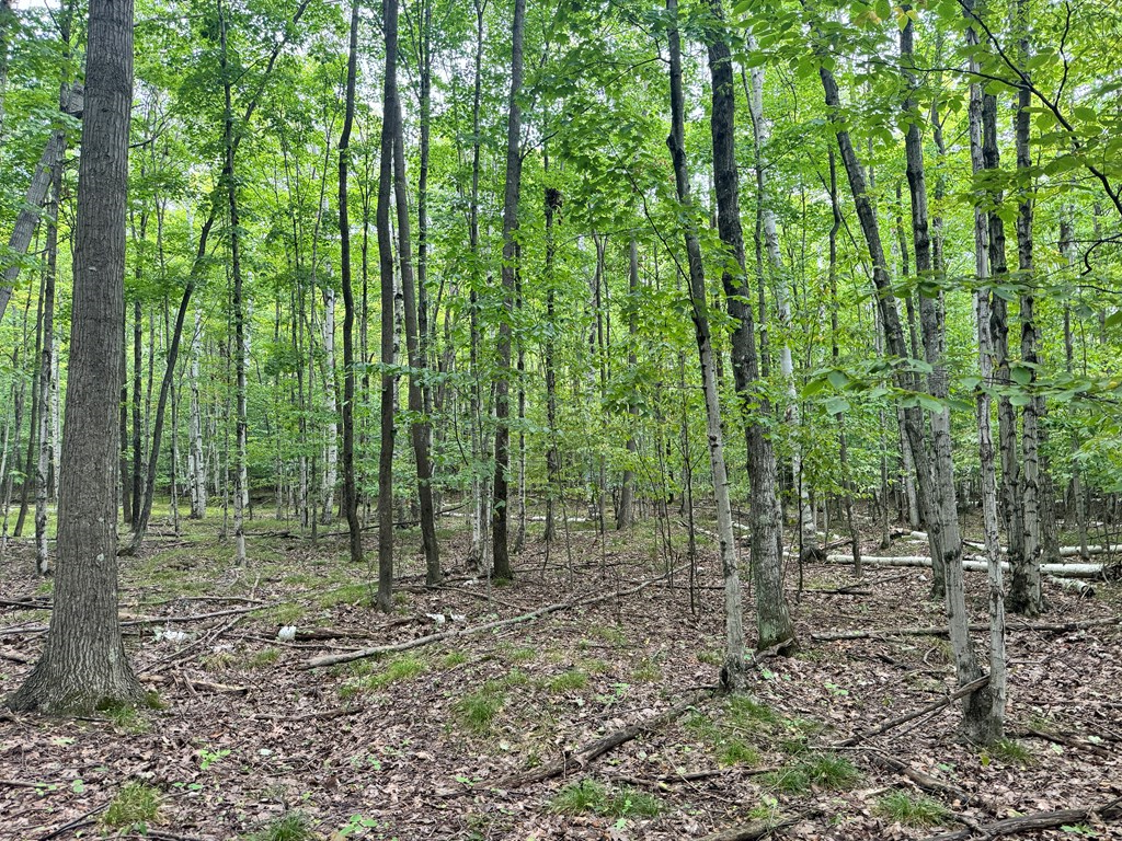 5-acres Logerquist Road Baileys Harbor, WI 54202 - Photo 12 of 13