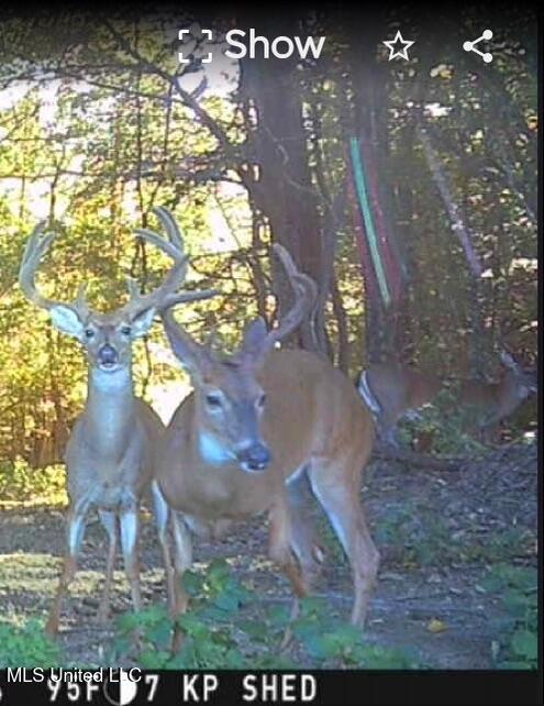 Ms-12 Lexington, MS 39095 - Photo 13 of 17 IMG_1969