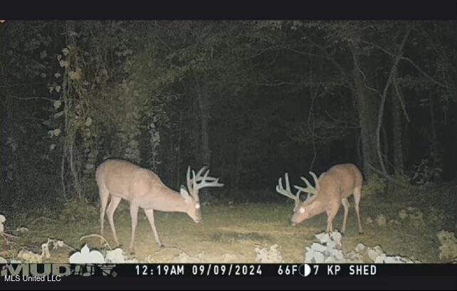 Ms-12 Lexington, MS 39095 - Photo 14 of 17 IMG_1983