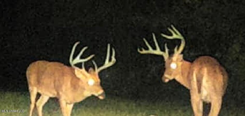 Ms-12 Lexington, MS 39095 - Photo 15 of 17 IMG_3050