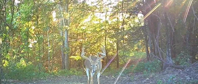 $250,000 | Ms-12, Lexington, MS 39095