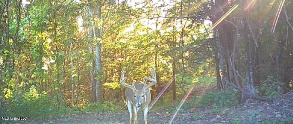 Ms-12 Lexington, MS 39095 - Photo 16 of 17 Screen Shot 2025-08-25 at 12.14.14 PM