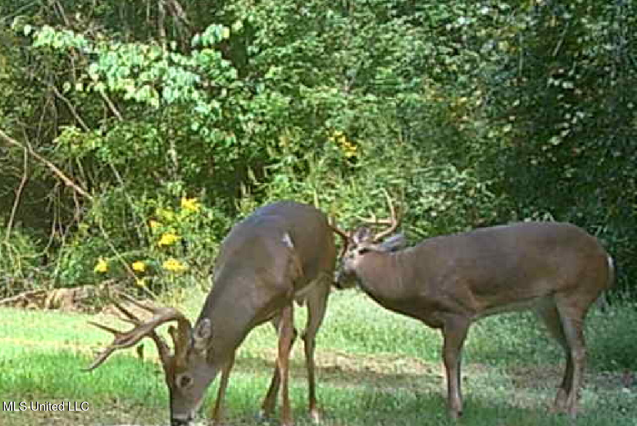 Ms-12 Lexington, MS 39095 - Photo 17 of 17 IMG_2619